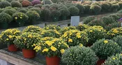 8/9" MUMS/KALE/CBG/ASTER/MONTAUK