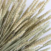 Dried Beardless Wheat