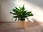 Aglaonema Hyb. Stripes — Mother Co., Plants