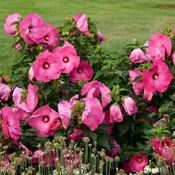 Airbrush Effect Hardy Hibiscus