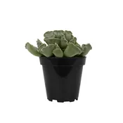 Adromischus cristatus (Crinkle-Leaf Plant)