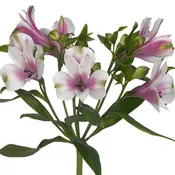 Alstroemeria- Fancy