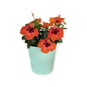 Spring Patio Pots — V&P Nurseries
