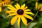 Black-Eyed Susan – Rudbeckia hirta