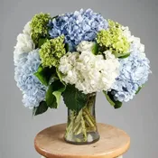 1 Dozen Hydrangeas in Vase (White, Blue, Green or Mixed)
