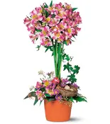 Alstroemeria Topiary