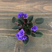 African Violet