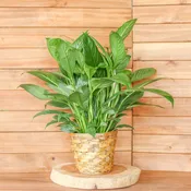 Peace Lily - Woven Basket