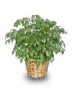 CHINA DOLL ARALIA PLANT