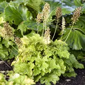 Dressed Up® 'Ball Gown' Coral Bells (Heuchera)