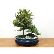 12″ Ceramic Combination Planting