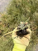 Dudleya attenuata 2" Plug — Native West Nursery - California Native Plants
