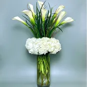 Calla Purity