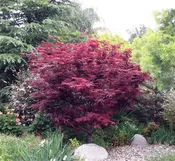 Acer palmatum 'Atropurpurea'