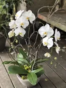 Potted Orchids