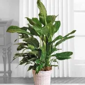 Peaceful Peace Lily