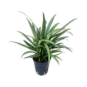 Aglaonema 'Cutlass'