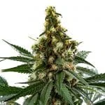 Astounding Ghost Train Power Feminized Seeds - Kind Seed Co