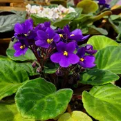 African Violet, 4″ Pot