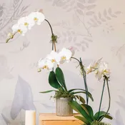 Potted Phalaenopsis