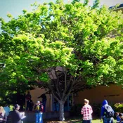 Zelkova serrata 'Green Vase' ~ Japanese Zelkova