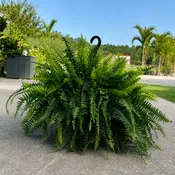 Boston Fern