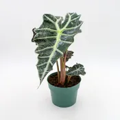 Alocasia amazonica 'Polly'