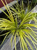 Acorus gramineus 'Ogon' / Ogon Sweet Flag