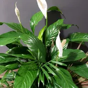 Peace Lily Plant - Potted