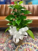 6 INCH POTHOS POLE IVY