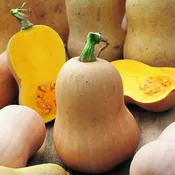 Butternut, Early Hyb.