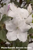 AZALEA ENCORE AUTUMN LILY (3 GALLON) azalea x ‘encore’