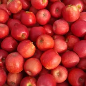 Apple, Pink Lady