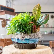 10" dish garden