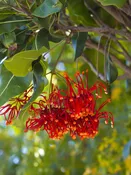 Australian Firewheel Tree (stenocarpus sinuatus)