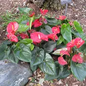Anthurium Plant, 4″ Pot