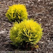 Anna's Magic Ball Arborvitae Thuja