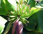 Dwarf Cavendish