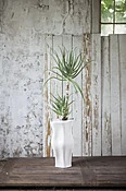 Aloe succulents — Casey's Flower Studio