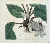 1488 (Tacca) The Botanical Magazine, London, 1812.