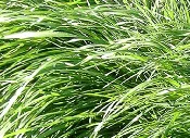 Italian Ryegrass