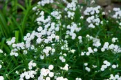 Achillea ptarmica 'Peter Cottontail' (Yarrow)