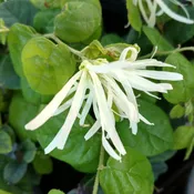 Jazz Hands® White Chinese Fringe-Flower (Loropetalum)
