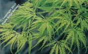 Acer palmatum 'Filigree' Reticulated Lace Leaf Japanese Maple