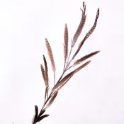 30" Pheasant Feather Spray