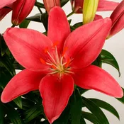 Asiatic Lily Varieties