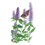 Anise Hyssop Seeds