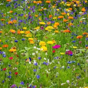 Annual Perennial Flower Mix