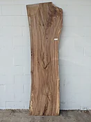American Elm AE134