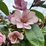Fairy Magnolia® Blush (Magnolia hybrid)
